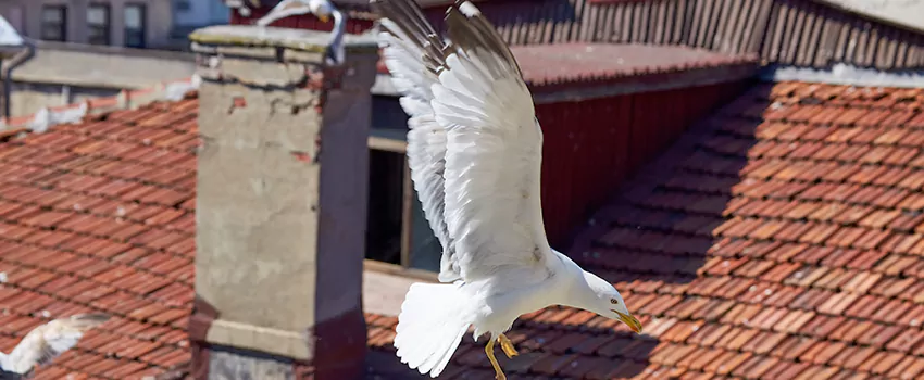 Residential Chimney Animal Removal Solution in Huntington, IN